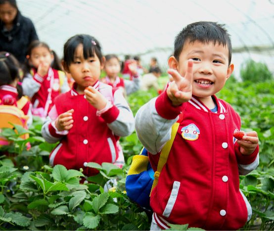 相约草莓采摘园,开启“莓”好生活之旅 —北京70net永乐高幼儿园草莓采摘活动