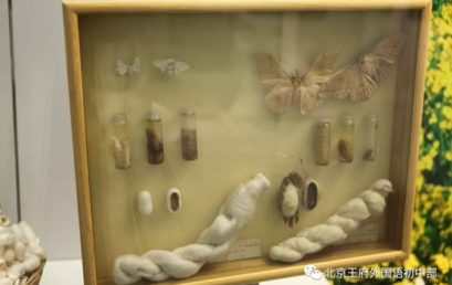 “Close to the Nature and Learn the Diversity of Creatures” 丨A Trip to the National Animal Museum
